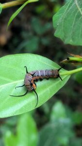 Glimpses of Nature Trail